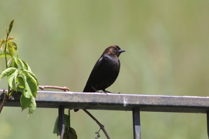 Brown-headed Cowbird 67j2 (2)5