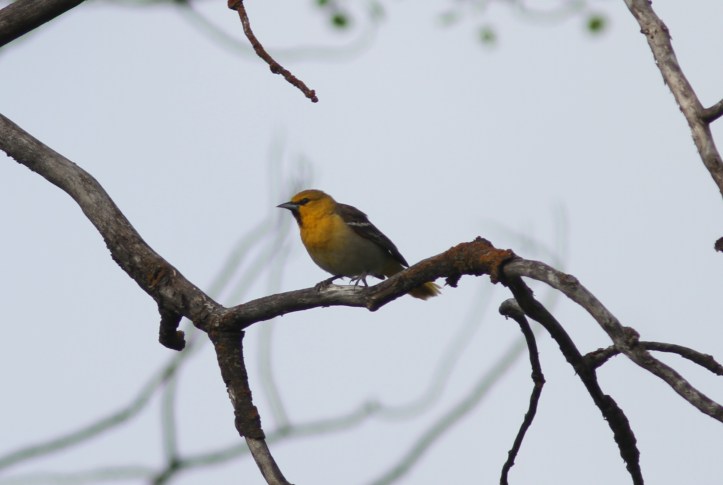 Bullock's Oriole gj2