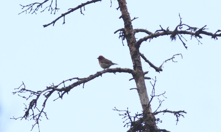 Cassin's Finch 78672g