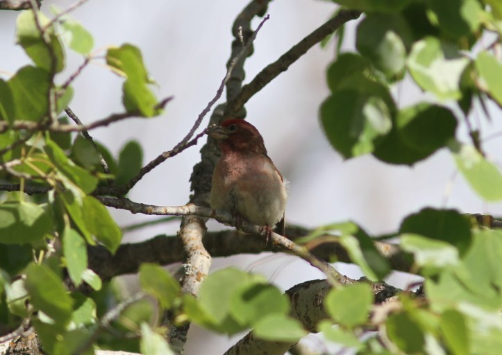 Cassin's Finch 8olj2