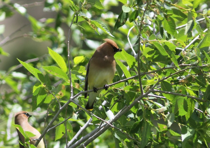 Cedar Waxwing 6gjk2