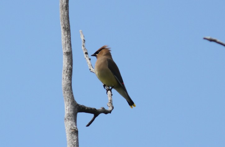Cedar Waxwing 78l4g