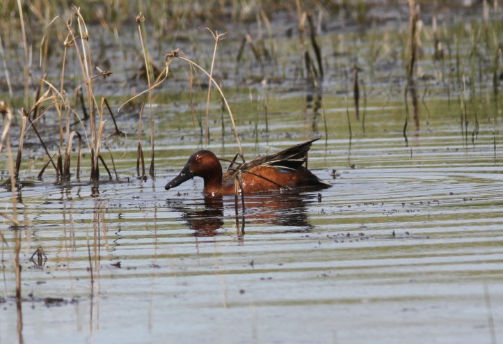 Cinnamon Teal 8kjh2
