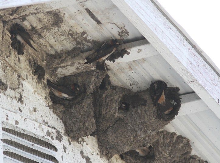 Cliff Swallow v