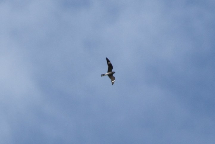 Common Nighthawk 78k3