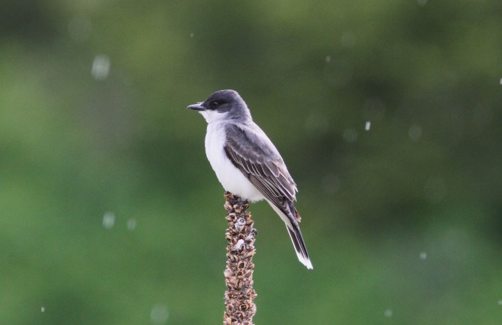 Eastern Kingbird 67j2g