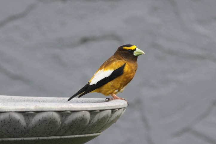 Evening Grosbeak 89h3ja (5)g