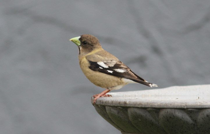 Evening Grosbeak 89h3ja (6)g