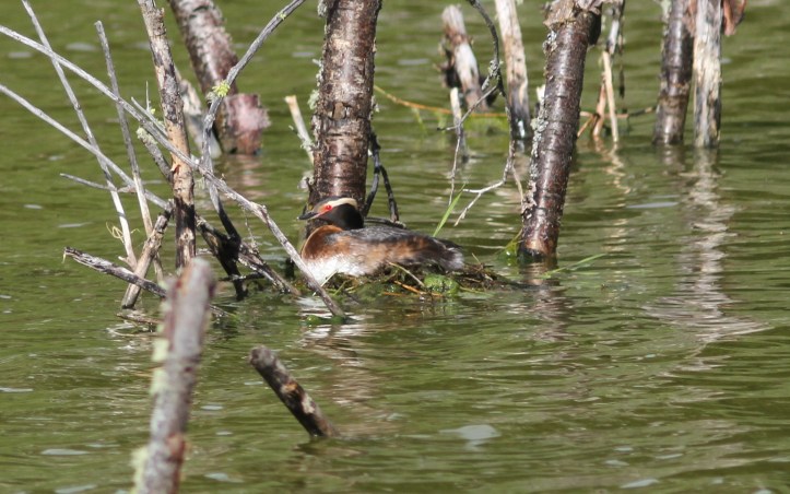 Horned Grebe 87l3