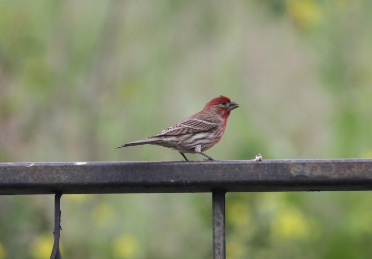 House Finch 5gfh2g