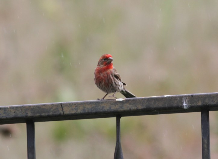 House Finch 78i2g
