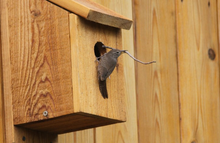 House Wren kghk3