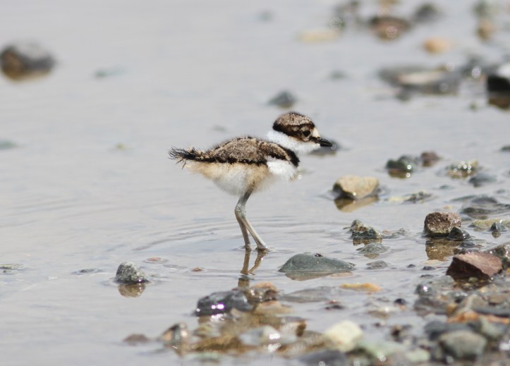 Killdeer 3xg