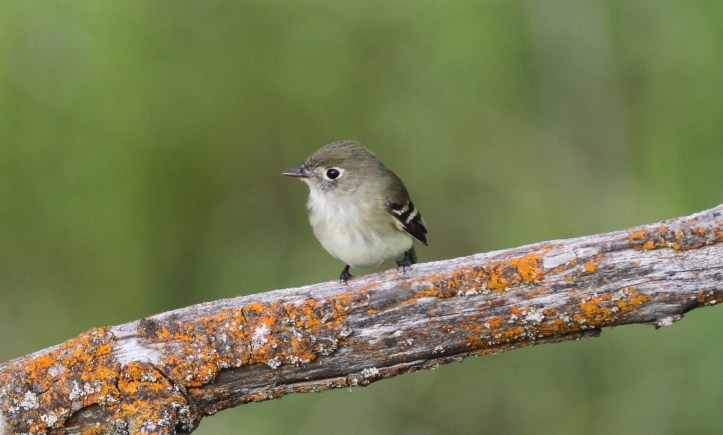 Least Flycatcher 6jg3