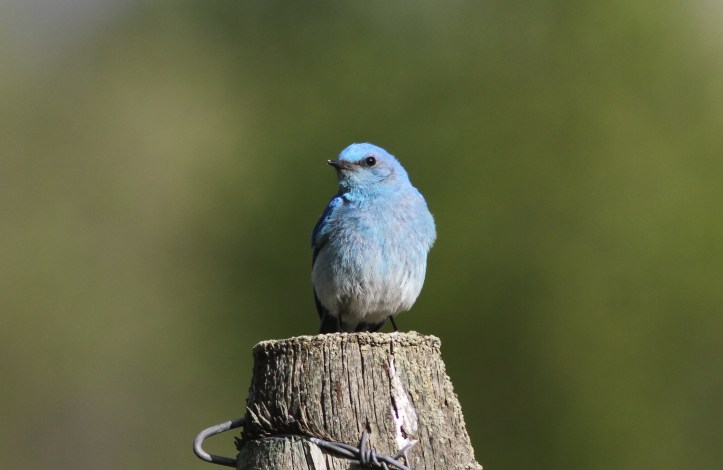 Mountain Bluebird 78oiuo3