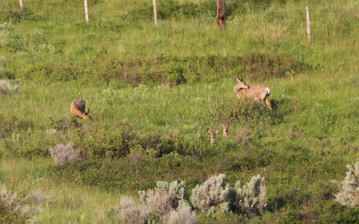 Mule Deer 3cx