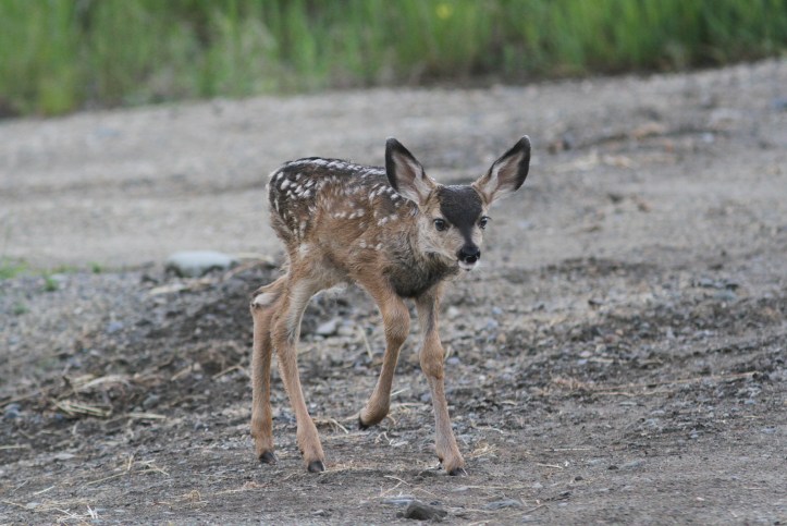 Mule Deer fawn 2