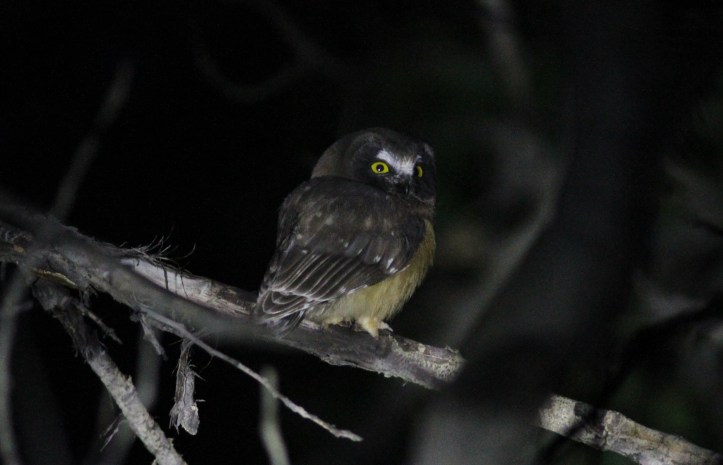 Northern Saw-whet Owl 2vs (2)