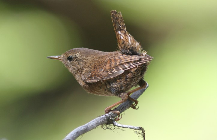 Pacific Wren 1