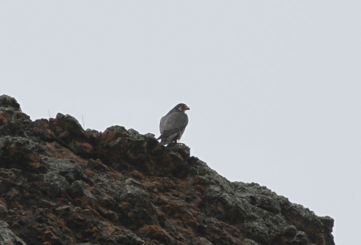 Peregrine Falcon 7k3