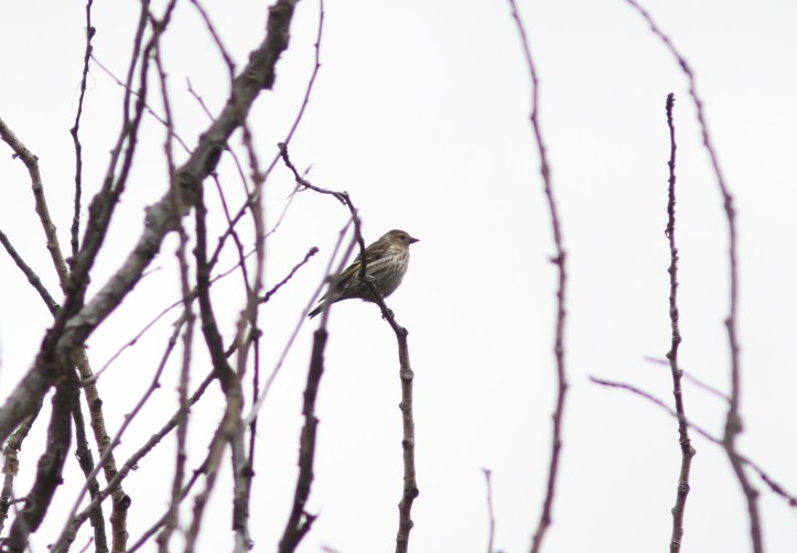 Pine Siskin 43fhg2