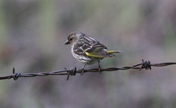 Pine Siskin 89ih2