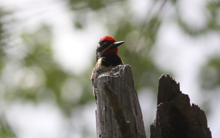 Red-naped Sapsucker 89kk3