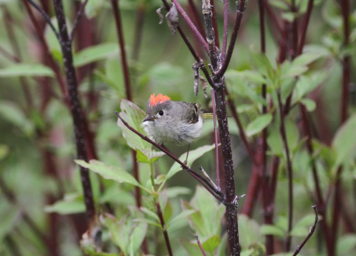 Ruby-crowned Kinglet 5 (2)