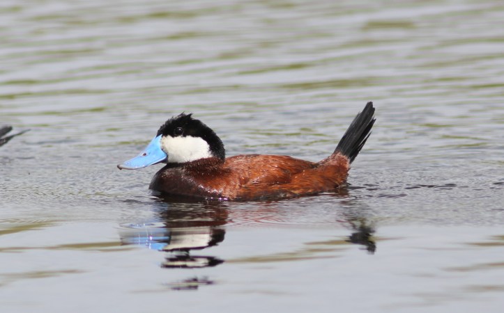 Ruddy Duck 53gg