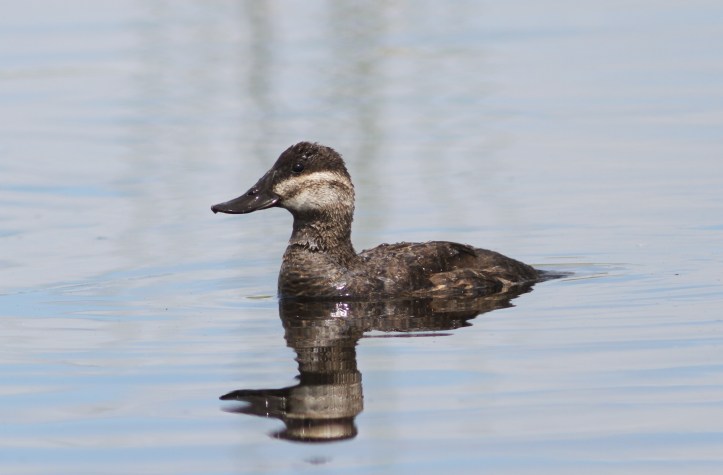 Ruddy Duck 78k2ssg