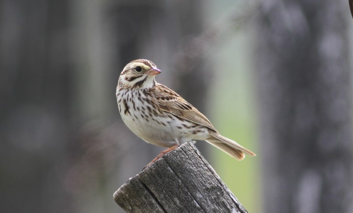Savannah Sparrow gk2g