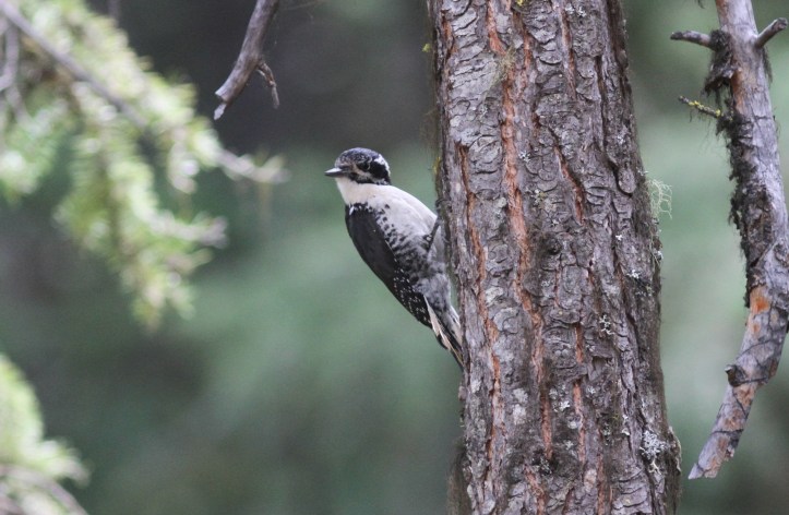 Three-toed Woodpecker 87hj3 (1)