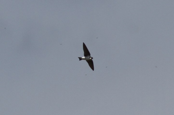 Violet-green Swallow 7ghjk2g
