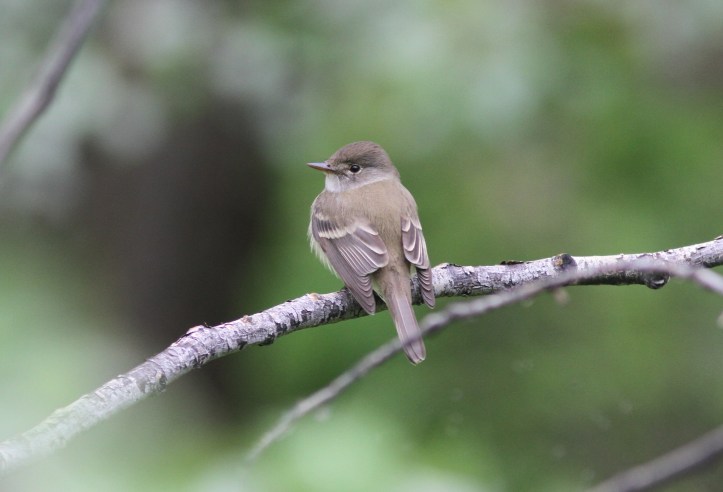 Willow Flycatcher 98l3g