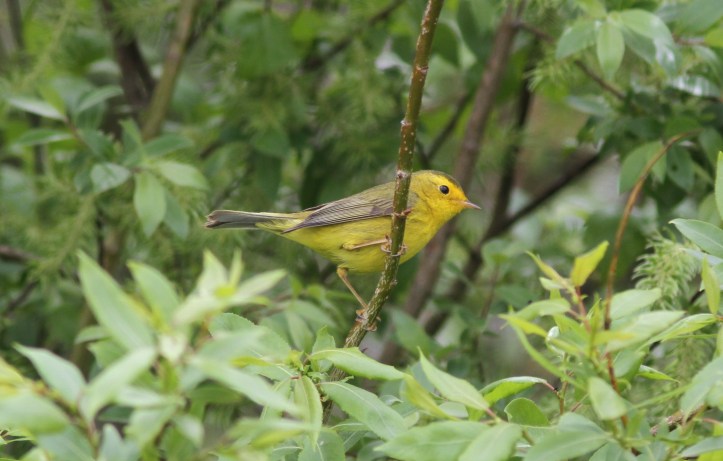 Wilson's Warbler ggk3l