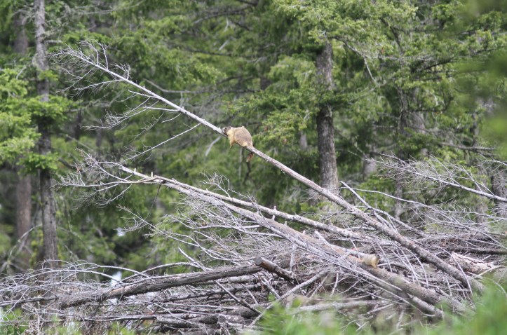 Yellow-bellied MArmot 78k4