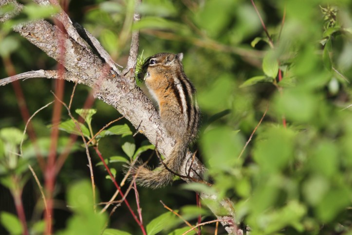Yellow-pine Chipmunk 89ill2