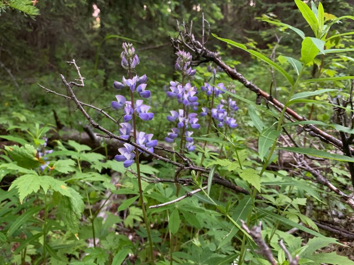 Arctic Lupine