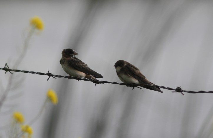 Bank and Cliff Swallow 2
