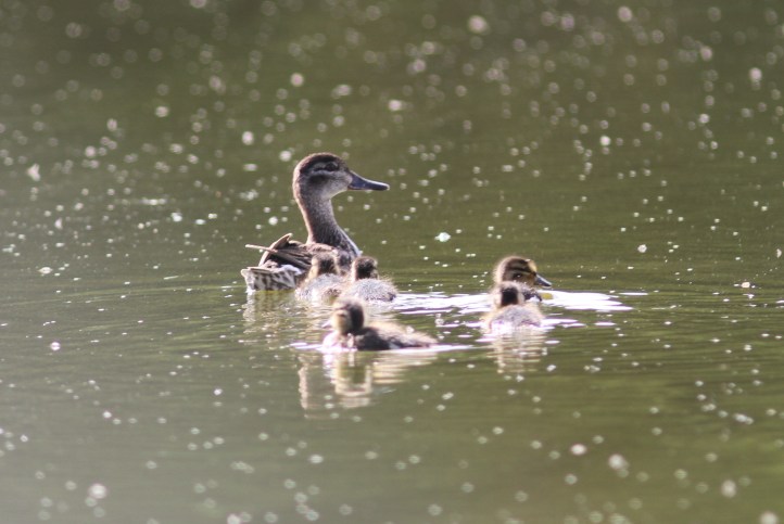 Blue-winged Teal 67gfj2