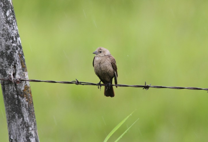 Brown-headed Cowbird 2sz (1)