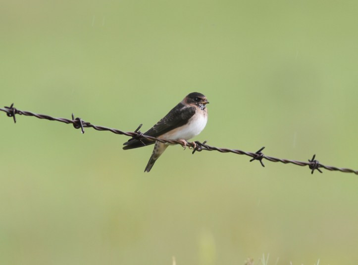 Cliff Swallow 78hks (1)