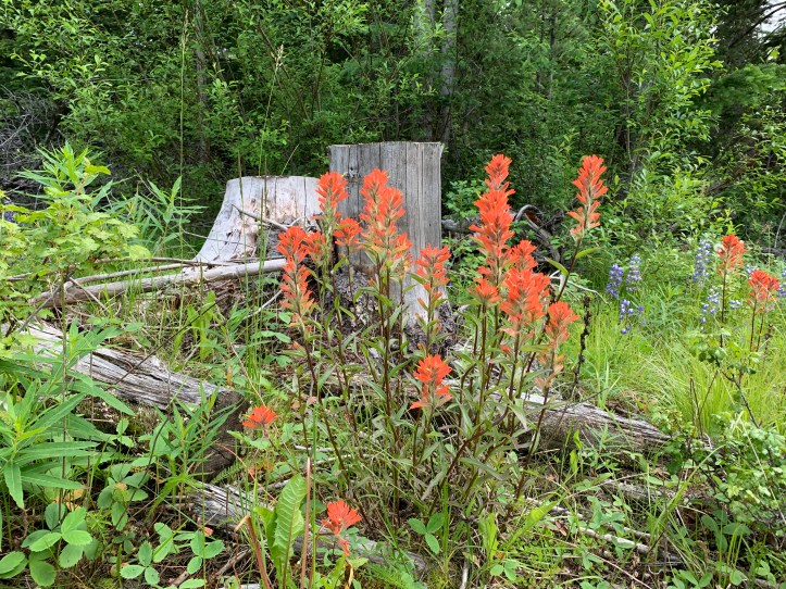 Common Red Paintbrush 3