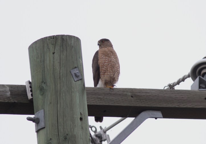Cooper's Hawk 89yui2g