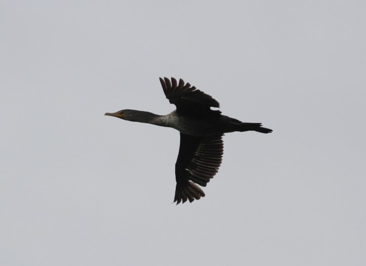 Double-crested Cormorant 87kh3 (1)g