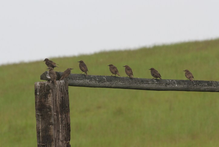European Starling 3gj3