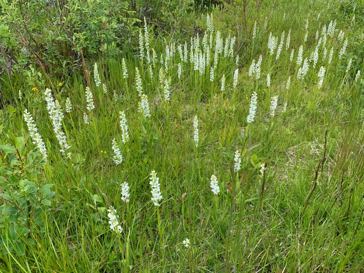 Fragrant White-bog Orchid