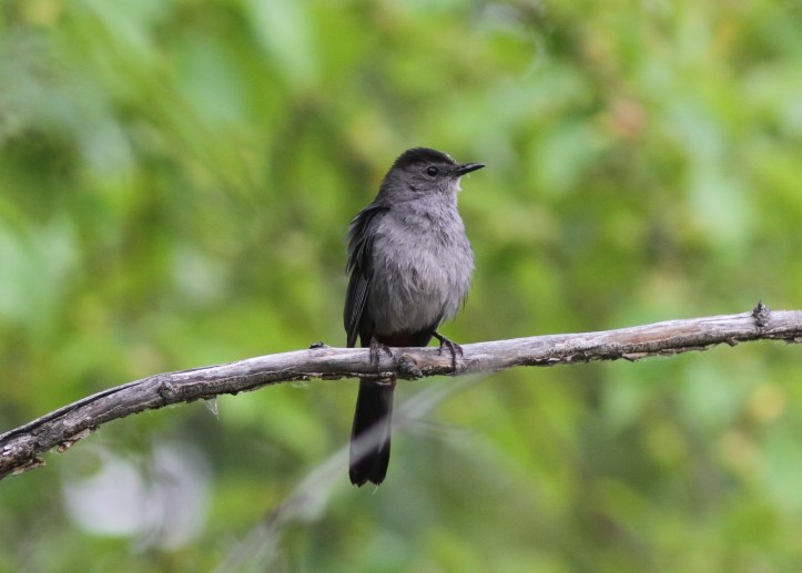 Gray Catbird 4g