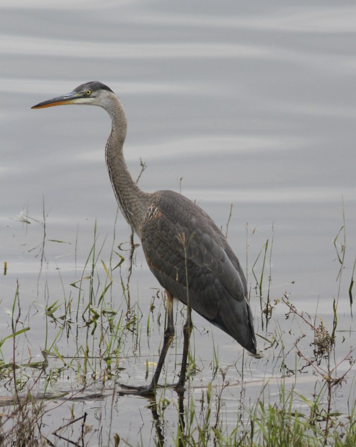 Great Blue Heron 78tgj2g