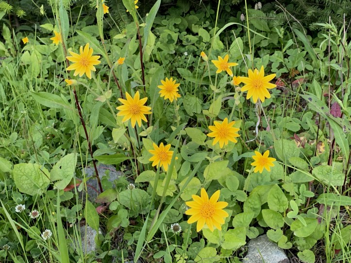Heart-leaved Arnica